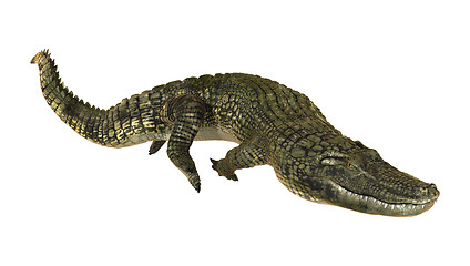 Image showing American Alligator