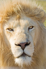 Image showing White Lion