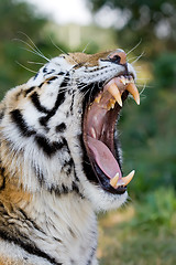 Image showing Siberian Tiger