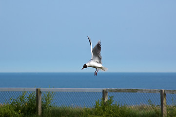 Image showing Swooping Seagull