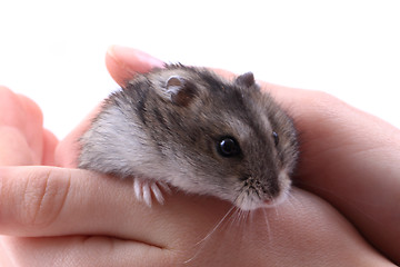 Image showing dzungarian mouse