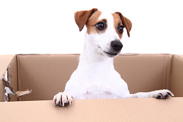 Image showing jack russell terrier