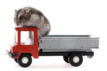 Image showing dzungarian mouse in the car