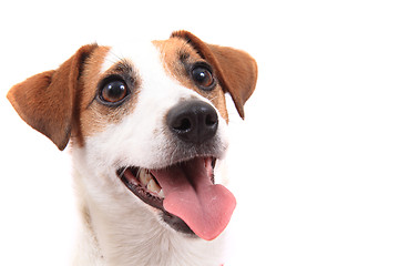 Image showing jack russell terrier