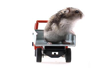 Image showing dzungarian mouse in the car
