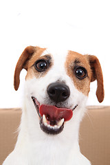 Image showing jack russell terrier