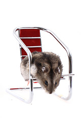 Image showing dzungarian mouse in the chair