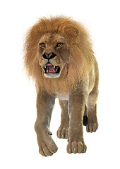 Image showing Male Lion