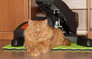 Image showing cat ginger athlete