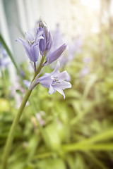 Image showing bluebell