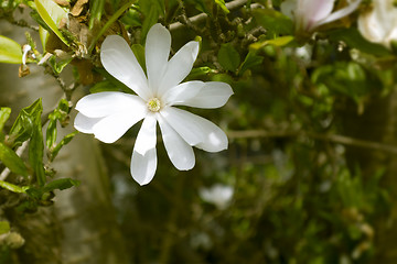 Image showing magnolia tree