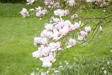 Image showing magnolia tree