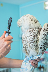 Image showing owl at vet