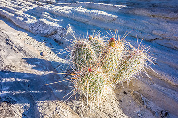 Image showing blooming cactus in arizona desert