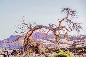 Image showing dead old tree near monument valley arizona