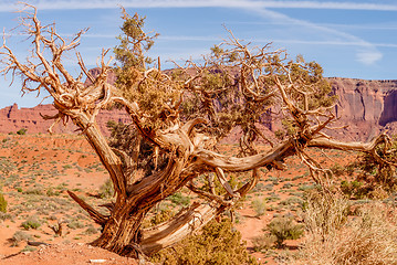 Image showing A tree and a butte in Monument Valley