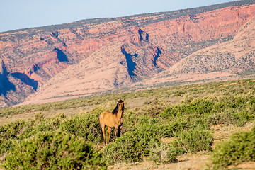 Image showing wild horse eating grass at Monument Valley, Arizona