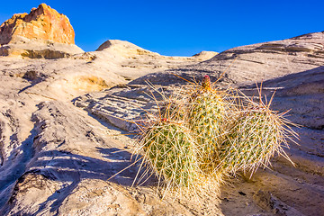 Image showing blooming cactus in arizona desert