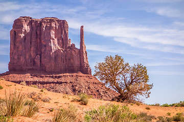 Image showing A tree and a butte in Monument Valley