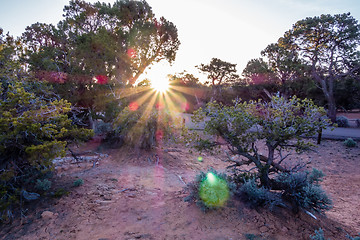 Image showing An ancient gnarled juniper tree near Navajo Monument park  utah