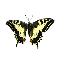 Image showing butterfly