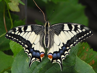 Image showing butterfly