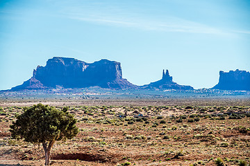 Image showing A tree and a butte in Monument Valley
