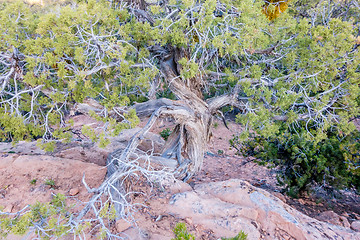 Image showing An ancient gnarled juniper tree near Navajo Monument park  utah