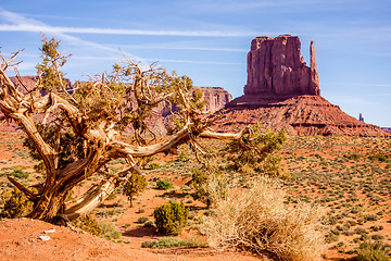 Image showing A tree and a butte in Monument Valley