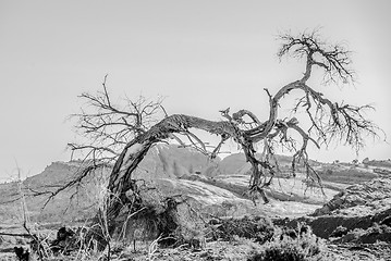 Image showing dead old tree near monument valley arizona