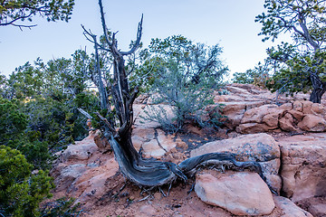 Image showing An ancient gnarled juniper tree near Navajo Monument park  utah