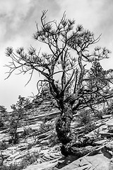 Image showing Zion Canyon National Park Utah