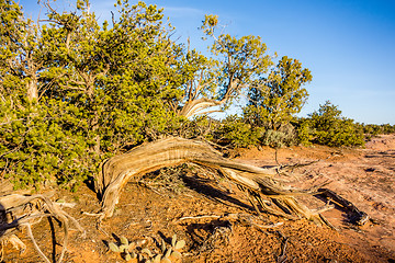 Image showing An ancient gnarled juniper tree near Navajo Monument park  utah