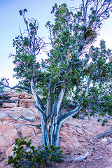 Image showing An ancient gnarled juniper tree near Navajo Monument park  utah