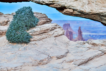 Image showing vegetation at famous Mesa Arch in Canyonlands National Park Utah