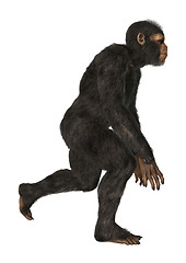 Image showing Chimpanzee