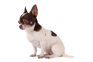 Image showing chihuahua