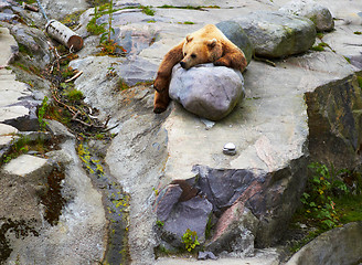 Image showing Big Brown bear relaxing  in  funny pose on roks