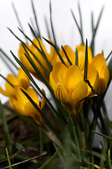 Image showing yellow crocus