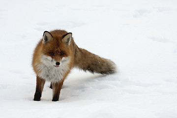 Image showing fox in snow