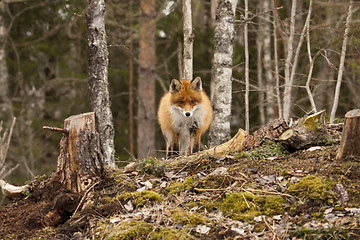 Image showing fox on hill