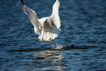 Image showing flying seagull