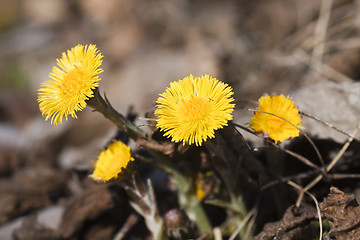 Image showing coltsfoot