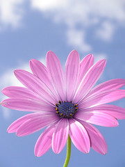 Image showing pink african daisy against a blue sky