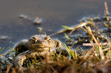 Image showing ugly face