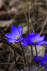 Image showing blue anemones