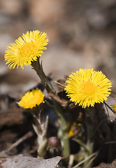 Image showing coltsfoot