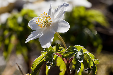 Image showing anemone nemorosa