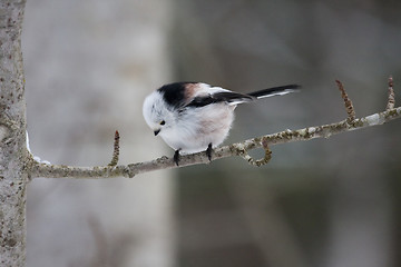 Image showing long tailed tit