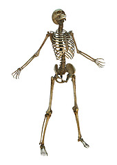 Image showing Human Skeleton